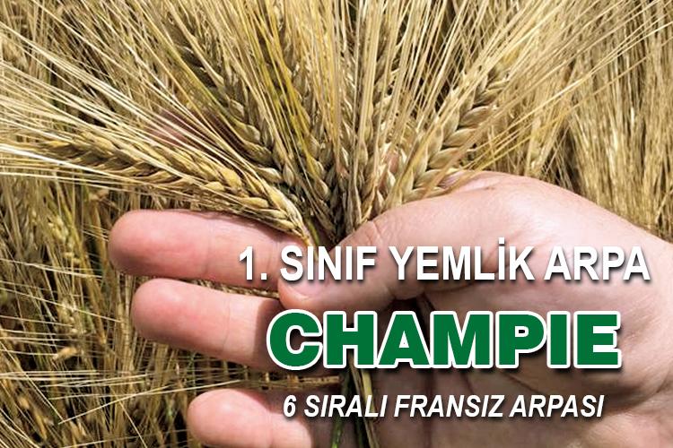 BayTohum 1. Sınıf Yemlik Arpa