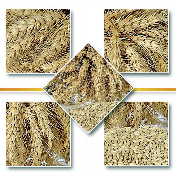 MALT BARLEY SEED