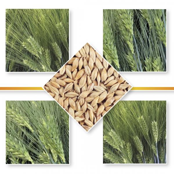 FOR BARLEY SEED FEED