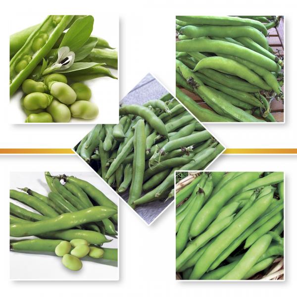 BROAD BEAN SEED