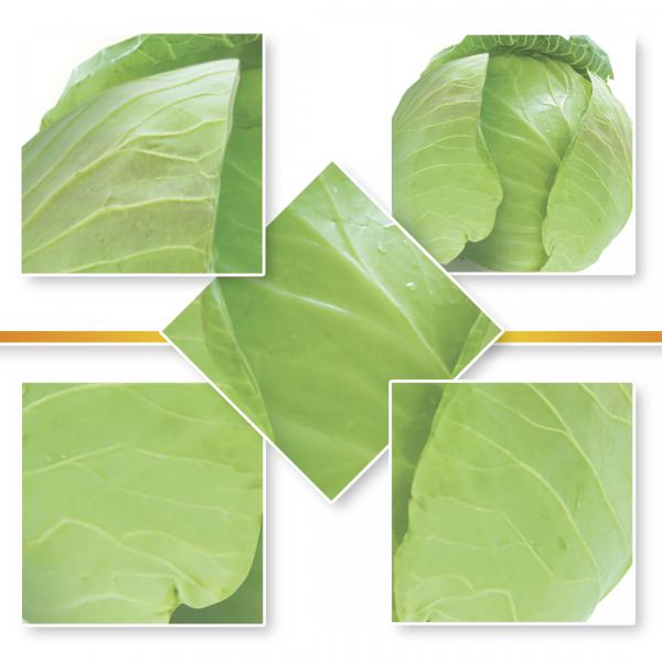 CABBAGE SEED
