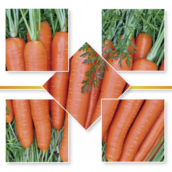 CARROT SEED