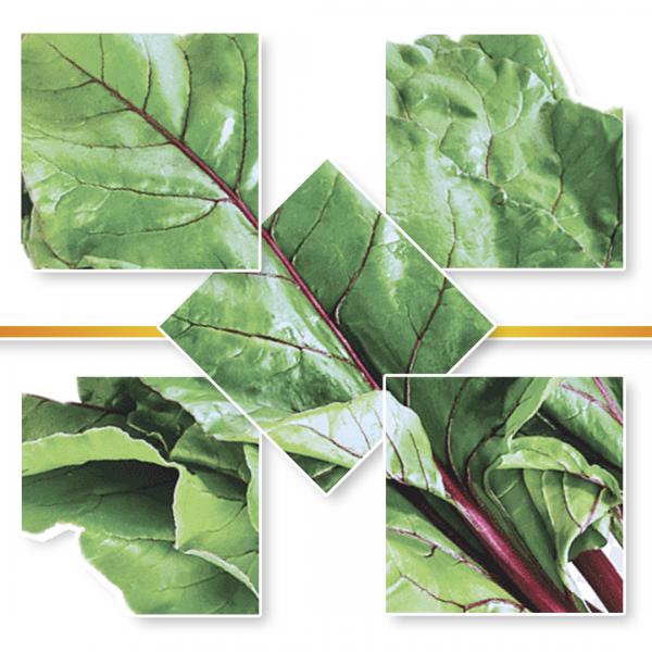 CHARD SEED