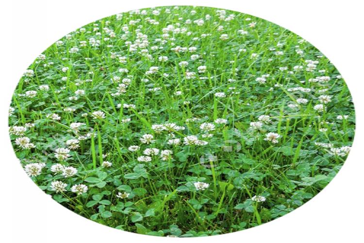 YEM BİTKİLERİ TOHUMLARI