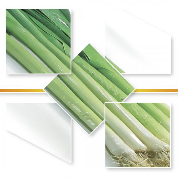 LEEK SEED