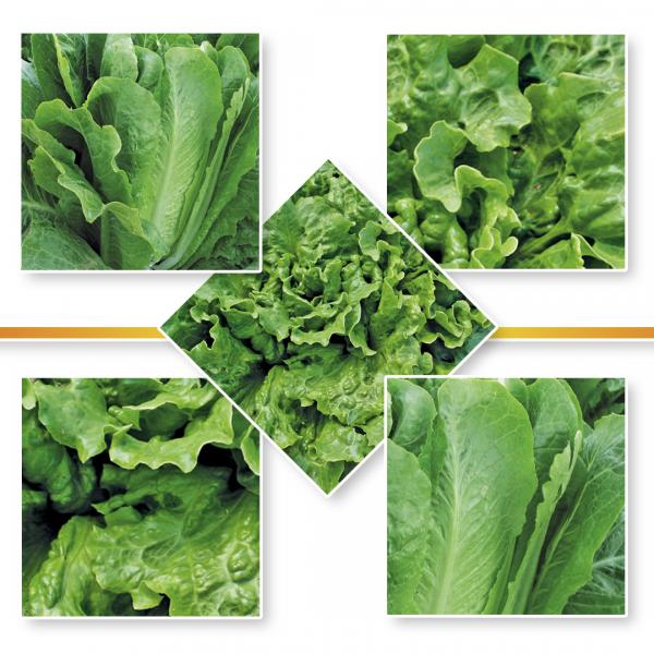 LETTUCE SEEDS
