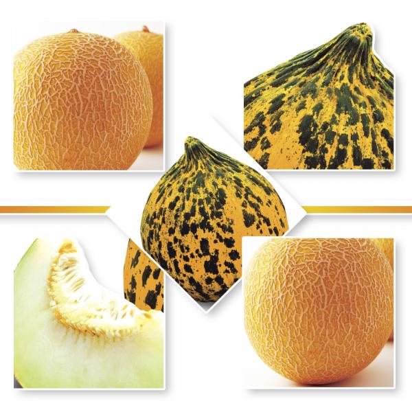 MELON SEEDS