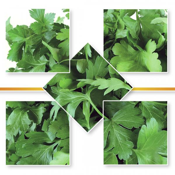PARSLEY SEED