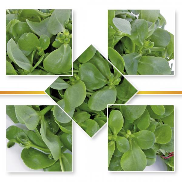 PURSLANE SEED