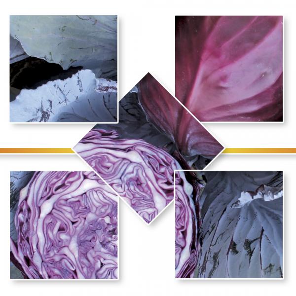 RED CABBAGE SEED