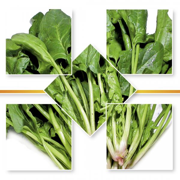 SPINACH SEED