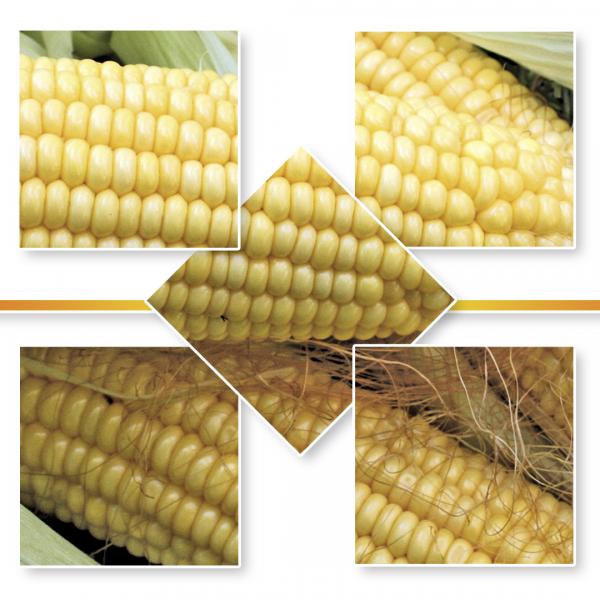 SWEET CORN SEED