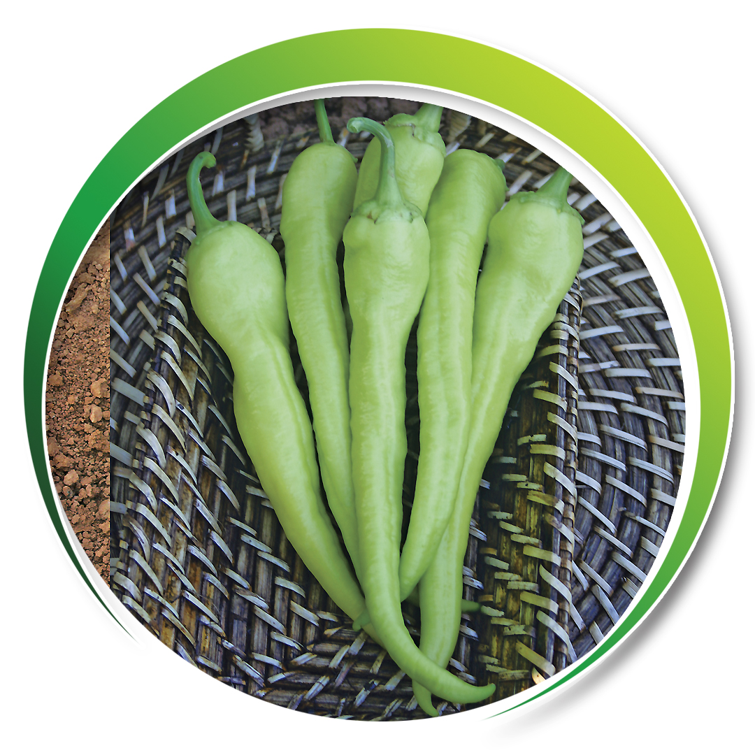 Pepper > YALOVA CARLISTON