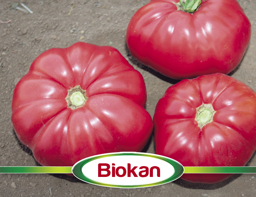 DOMATES > BIOKAN