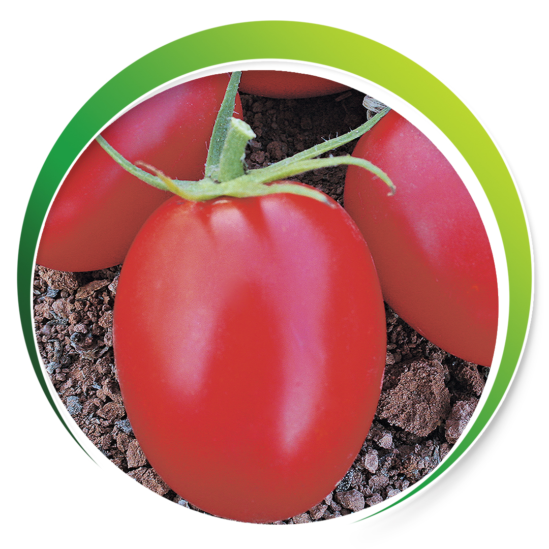 DOMATES > RIO GRANDE