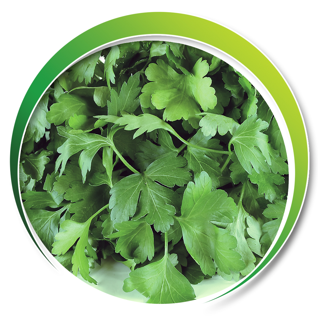 Maydanoz > D'GIANT ITALIANA