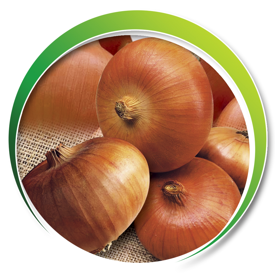 Onion > MAKROPAN