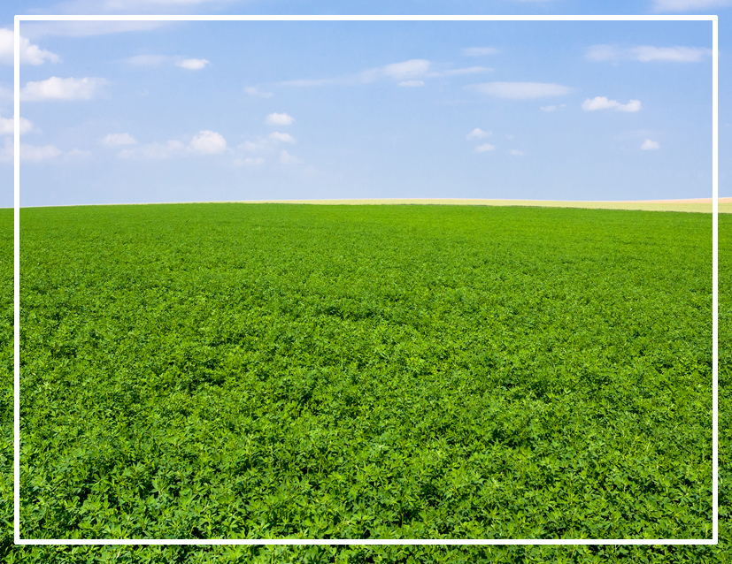 Yonca Tohumu > GLOBAL