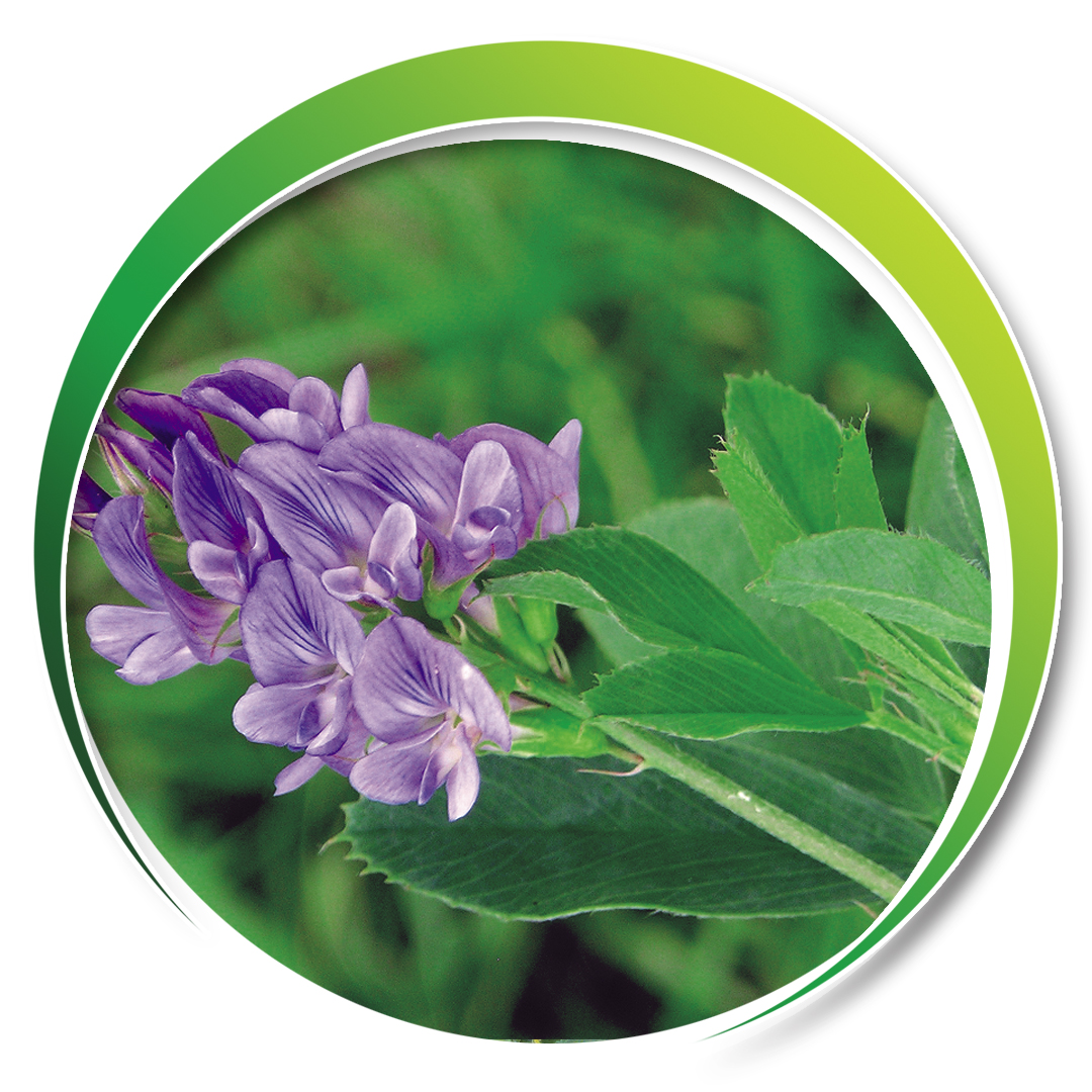 Yonca Tohumu > GLOBAL